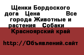 Щенки Бордоского дога › Цена ­ 60 000 - Все города Животные и растения » Собаки   . Красноярский край